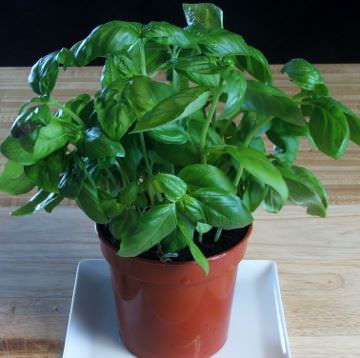 Potted sweet basil plant.