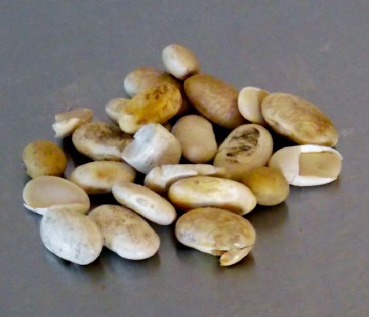 Damaged beans and debris from sorting the raw beans.
