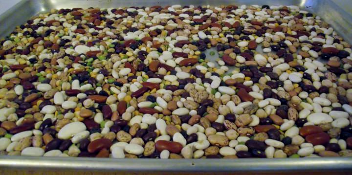 Beans on a sheet pan for sorting.