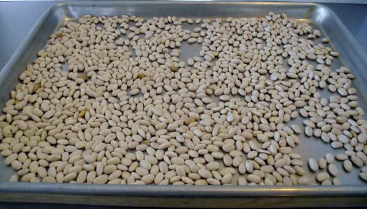 Dried beans spread out on a sheet pan for sorting and picking.