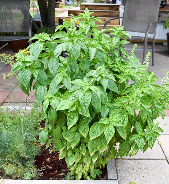 Sweet basil plant in an herb garden.