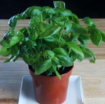 Sweet basil growing in a pot.