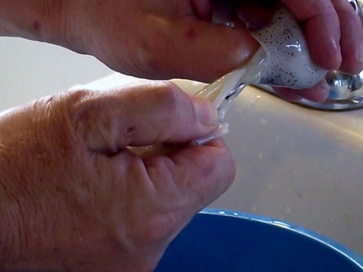 Cleaning calamari or squid.