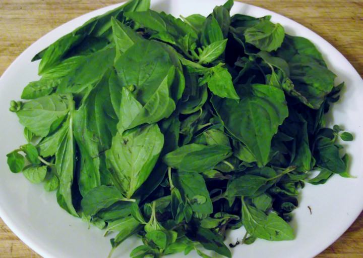 Fresh basil and fresh oregano on a plate.